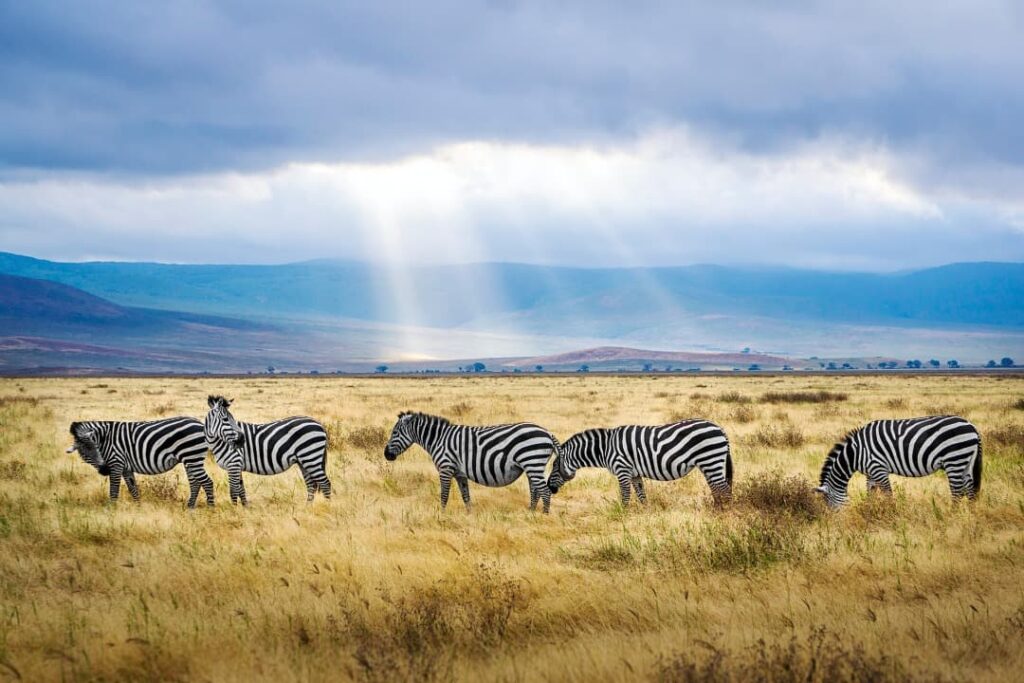 viaje kenia y tanzania safari masai mara serengeti ngorongoro 4x4