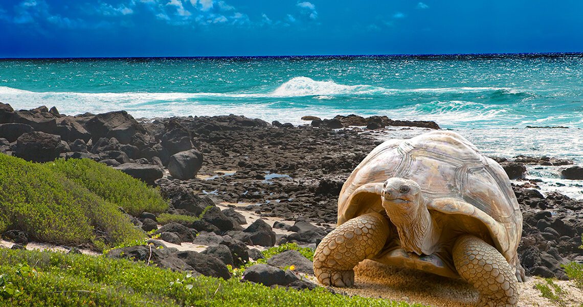 Viajes a Isla Galapagos