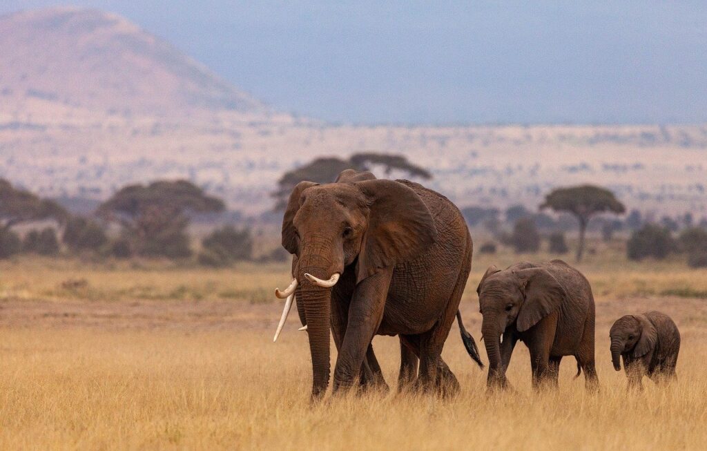 safari en kenia desde chile elefantes amboseli kilimanjaro masai mara